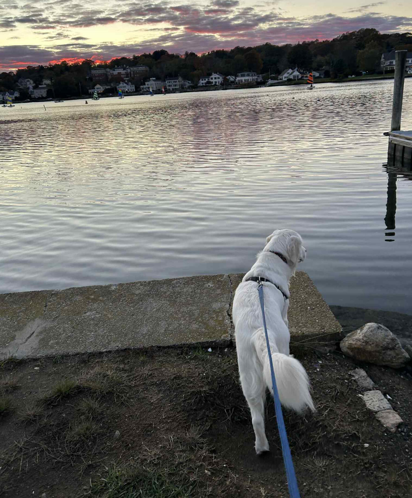 White dog on a leash standing at the edge of a calm body of water, looking down toward the shoreline.