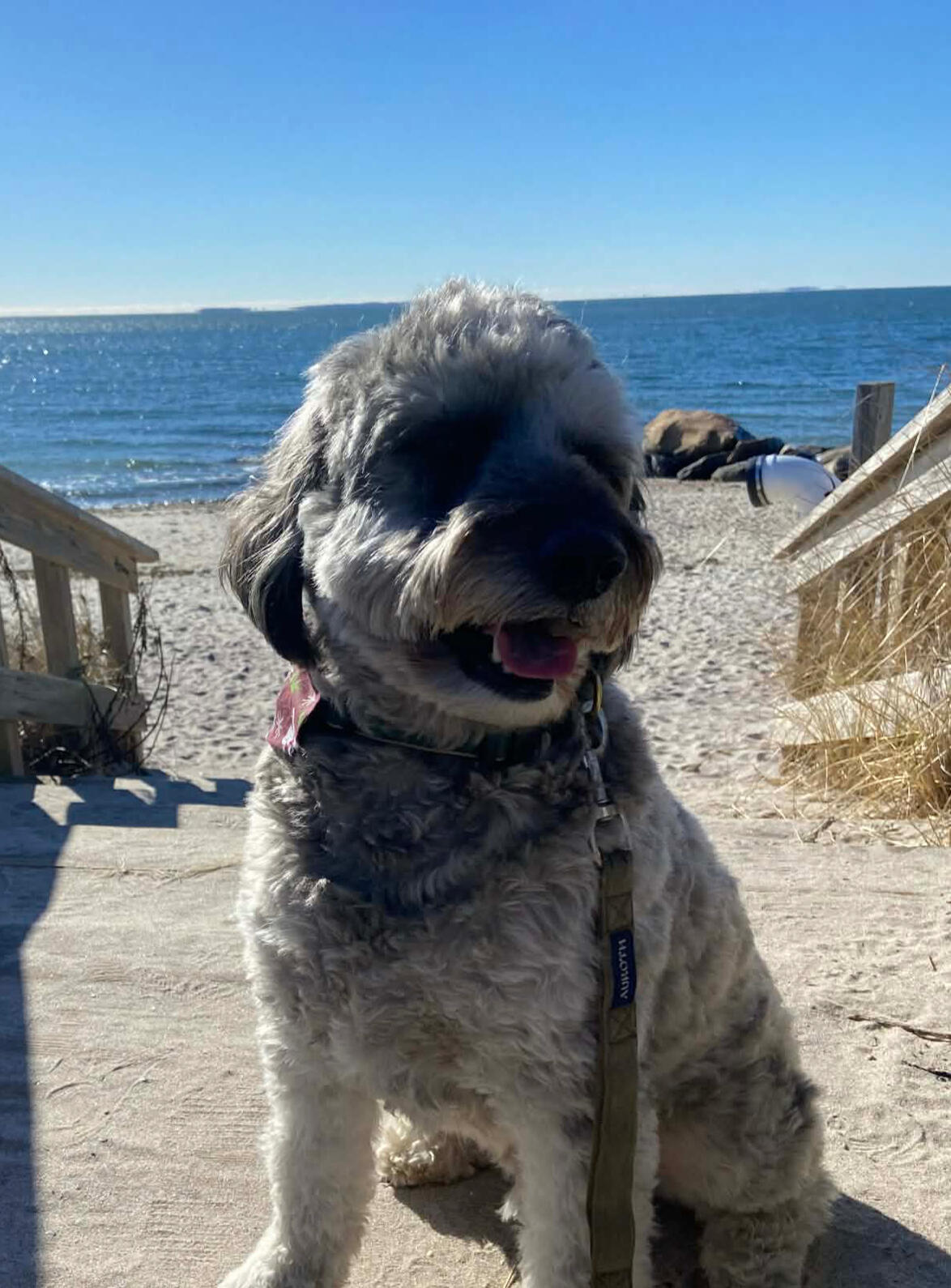 Gray curly-haired dog sitting near wooden beach steps with the ocean visible behind it on a sunny day.