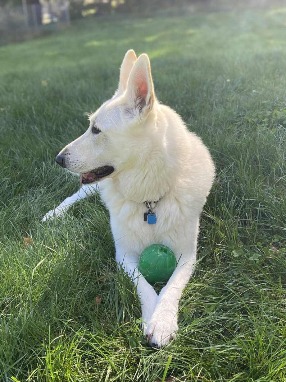 White dog lying in tall grass with a green ball between its front paws, looking off to the side in daylight.