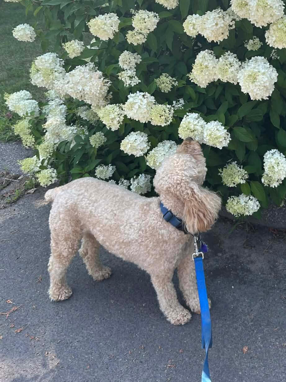 Small curly-haired dog on a leash sniffing white flowering bushes along a paved path.