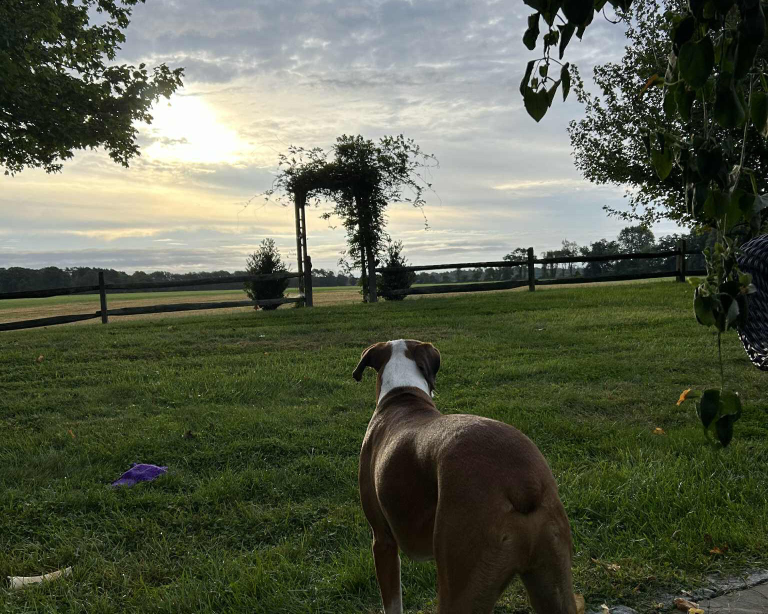 Tuuka looking over his field. Brown and white dog standing in a grassy yard at sunset, facing an outdoor wedding arch framed by trees.