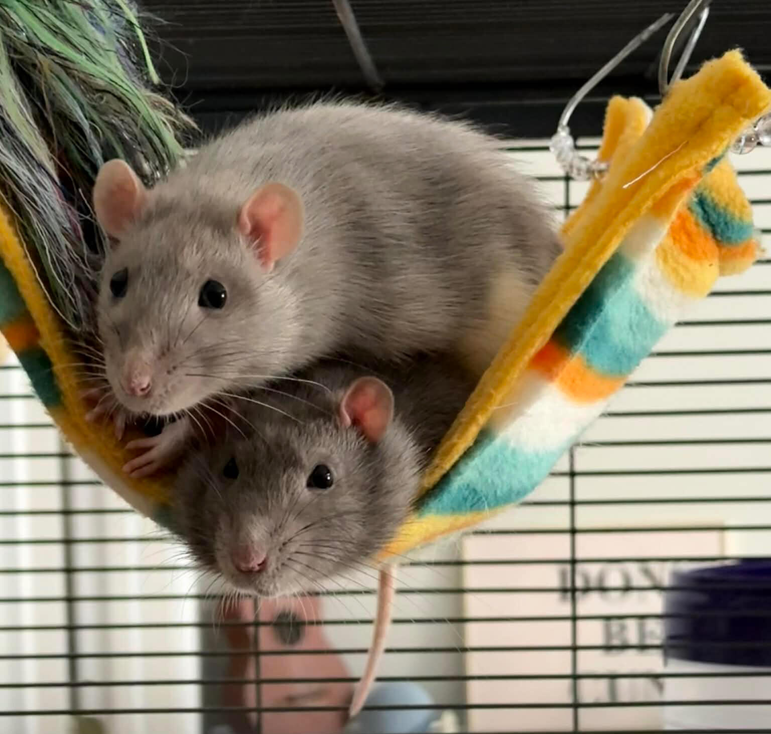 Two small animals (rats) - Benson and Warren snuggling in their playpen. Two gray pet rats sitting together in a hanging fabric hammock inside a wire cage.