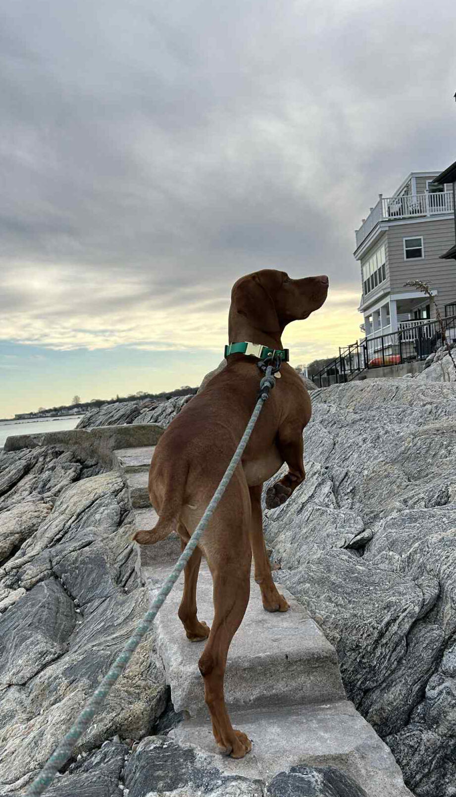 Banks exploring the seaside. Brown dog on a leash standing on coastal rocks, looking out toward the water with houses along the shoreline in the background.