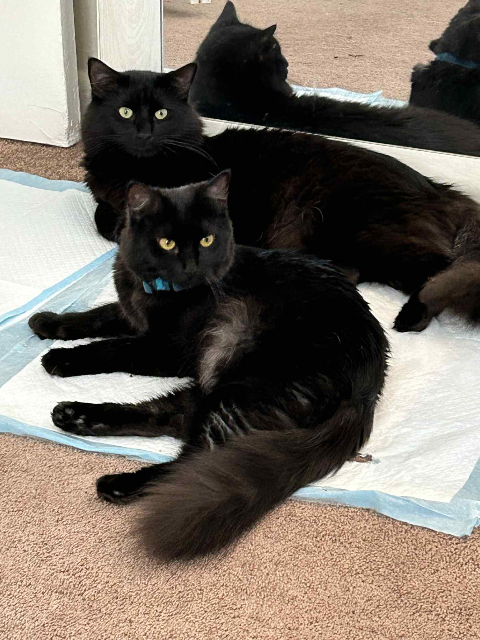 Mom and dad cats watching their new kittens. Two black cats lying on absorbent pads indoors, one stretched out in front while the other rests behind it.